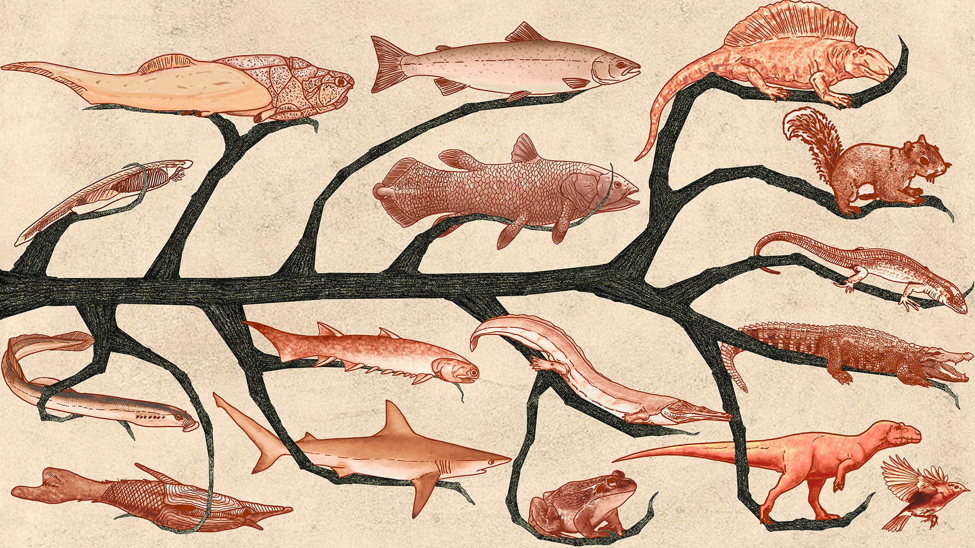 В процессе эволюции позвоночник появился у. Эволюция позвоночных животных. Эволюция от рыбы. Палеонтология и Эволюция позвоночных.